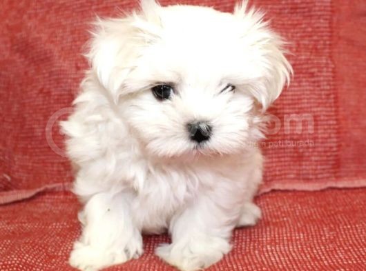 Ufacık Maltese Mini Boy Yavrular görsel