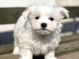 Show Kalite Maltese Terier Bebekler