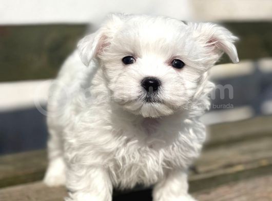 Show Kalite Maltese Terier Bebekler görsel