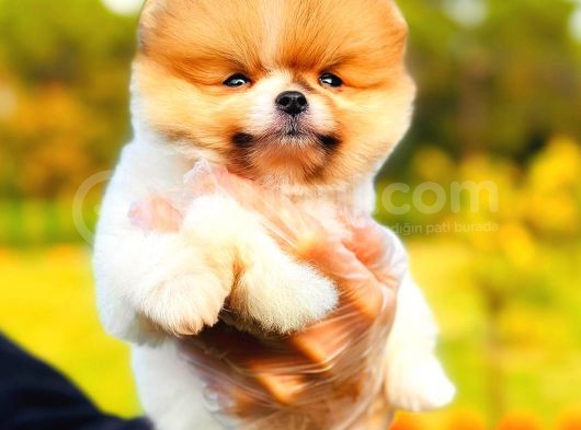 Party Colour Di̇şi̇ Üst Kali̇te Pomeranian görsel