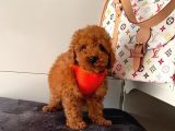 Orji̇nal Toy Poodle Yavrular