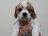 Evi̇ni̇zi̇n Yeni̇ Üyesi̇ Si̇zi̇ Bekli̇yor Cavalier King Charles