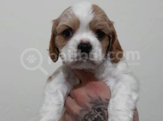 Evi̇ni̇zi̇n Yeni̇ Üyesi̇ Si̇zi̇ Bekli̇yor Cavalier King Charles görsel