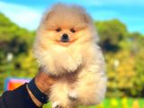 Üst Kalite Pomeranian