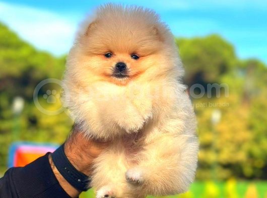 Üst Kalite Pomeranian görsel