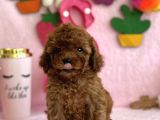 Mi̇ni̇ Boy Red Toy Poodle Bebekler
