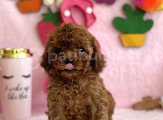Mi̇ni̇ Boy Red Toy Poodle Bebekler