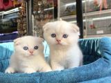 Scottish Fold Golden Point Ay1233 Yavrularimiz