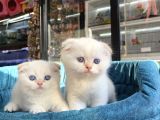 Scottish Fold Golden Point Ay1233 Yavrularimiz