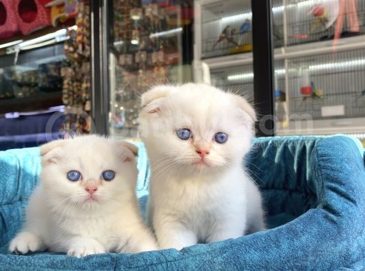 Scottish Fold Golden Point Ay1233 Yavrularimiz görsel