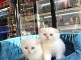 Scottish Fold Golden Point Ay1233 Yavrularimiz