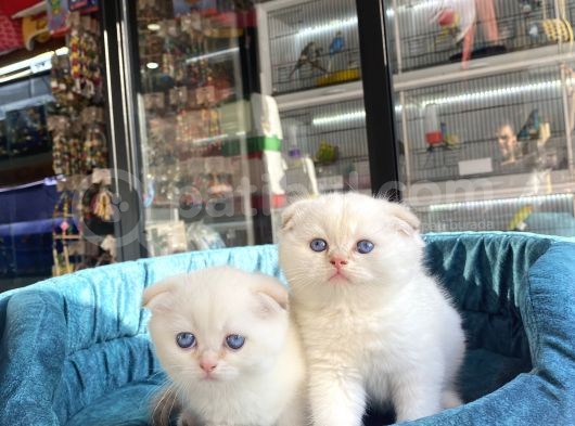 Scottish Fold Golden Point Ay1233 Yavrularimiz görsel