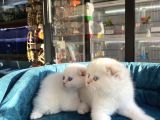 Scottish Fold Golden Point Ay1233 Yavrularimiz