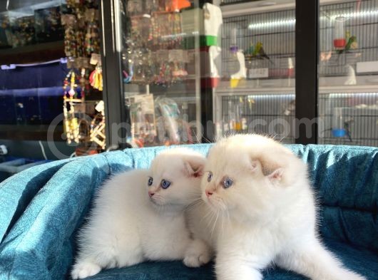Scottish Fold Golden Point Ay1233 Yavrularimiz görsel