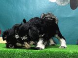 Resmi̇ Üreti̇ci̇den Mi̇nyatür Schnauzer Yavrular