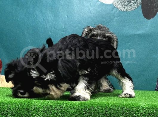 Resmi̇ Üreti̇ci̇den Mi̇nyatür Schnauzer Yavrular görsel