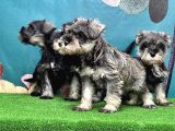 Resmi̇ Üreti̇ci̇den Mi̇nyatür Schnauzer Yavrular