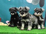 Resmi̇ Üreti̇ci̇den Mi̇nyatür Schnauzer Yavrular
