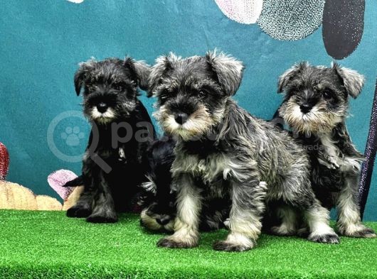 Resmi̇ Üreti̇ci̇den Mi̇nyatür Schnauzer Yavrular görsel