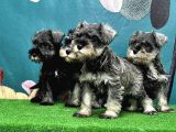 Resmi̇ Üreti̇ci̇den Mi̇nyatür Schnauzer Yavrular
