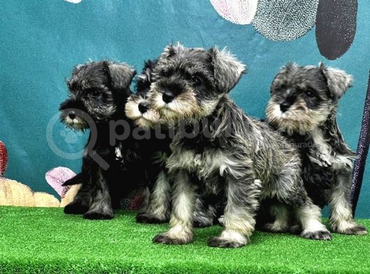 Resmi̇ Üreti̇ci̇den Mi̇nyatür Schnauzer Yavrular görsel