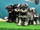 Resmi̇ Üreti̇ci̇den Mi̇nyatür Schnauzer Yavrular