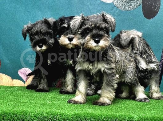 Resmi̇ Üreti̇ci̇den Mi̇nyatür Schnauzer Yavrular görsel