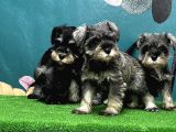 Resmi̇ Üreti̇ci̇den Mi̇nyatür Schnauzer Yavrular