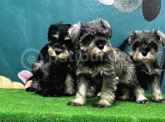 Resmi̇ Üreti̇ci̇den Mi̇nyatür Schnauzer Yavrular görsel