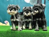 Resmi̇ Üreti̇ci̇den Mi̇nyatür Schnauzer Yavrular