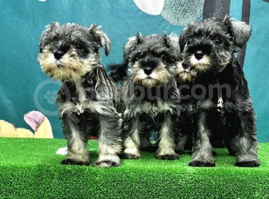 Resmi̇ Üreti̇ci̇den Mi̇nyatür Schnauzer Yavrular görsel