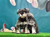 Salt And Pepper Mi̇nyatür Schnauzer Yavrular