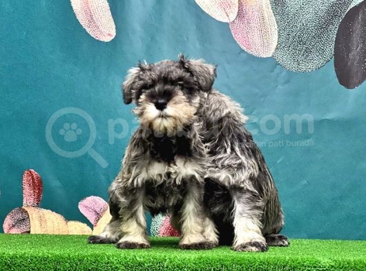 Salt And Pepper Mi̇nyatür Schnauzer Yavrular görsel