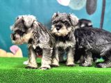 Resmi̇ Üreti̇ci̇den Mi̇nyatür Schnauzer Yavrular