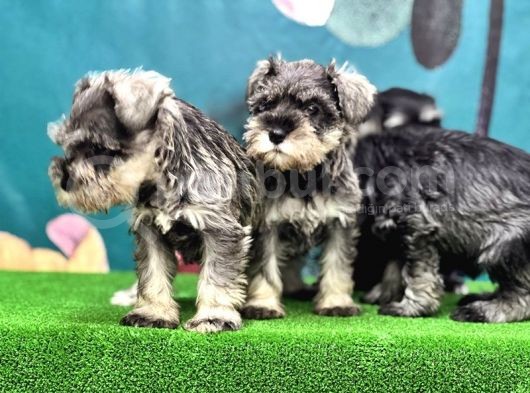 Resmi̇ Üreti̇ci̇den Mi̇nyatür Schnauzer Yavrular görsel