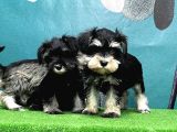 Resmi̇ Üreti̇ci̇den Mi̇nyatür Schnauzer Yavrular