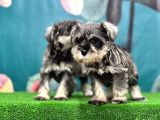 Salt And Pepper Mi̇nyatür Schnauzer Yavrular