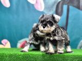 Salt And Pepper Mi̇nyatür Schnauzer Yavrular