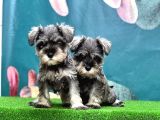 Salt And Pepper Mi̇nyatür Schnauzer Yavrular