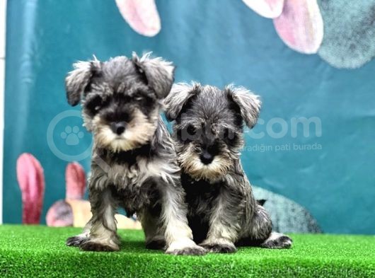 Salt And Pepper Mi̇nyatür Schnauzer Yavrular görsel