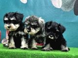 Resmi̇ Üreti̇ci̇den Mi̇nyatür Schnauzer Yavrular
