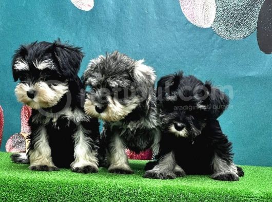 Resmi̇ Üreti̇ci̇den Mi̇nyatür Schnauzer Yavrular görsel
