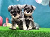 Salt and Pepper Mi̇nyatür Schnauzer Yavrular