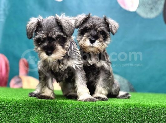 Salt And Pepper Mi̇nyatür Schnauzer Yavrular