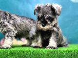 Salt And Pepper Mi̇nyatür Schnauzer Yavrular