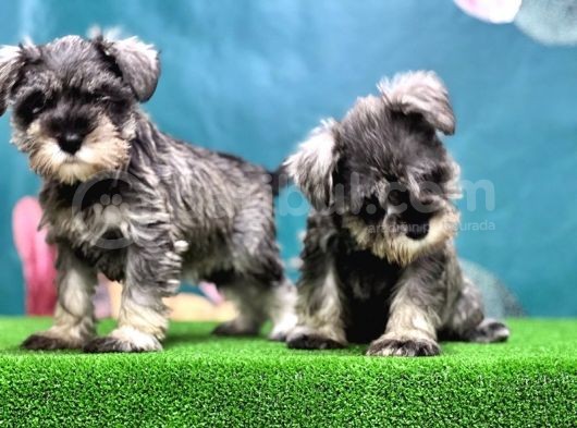 Salt And Pepper Mi̇nyatür Schnauzer Yavrular görsel