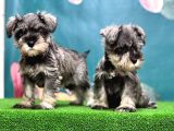 Salt And Pepper Mi̇nyatür Schnauzer Yavrular