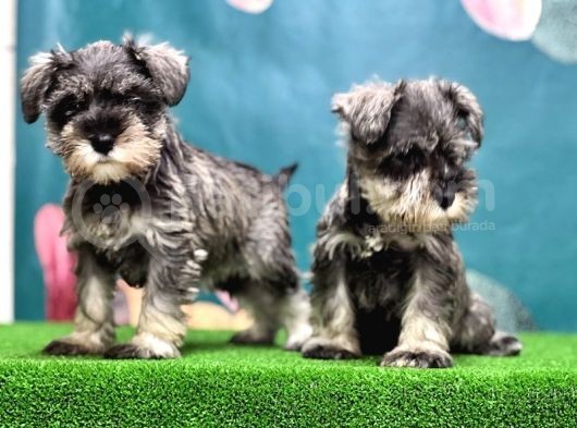 Salt And Pepper Mi̇nyatür Schnauzer Yavrular görsel
