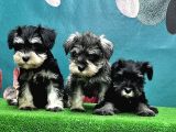 Resmi̇ Üreti̇ci̇den Mi̇nyatür Schnauzer Yavrular