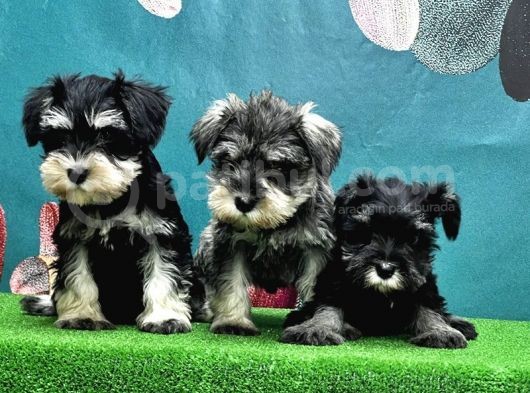 Resmi̇ Üreti̇ci̇den Mi̇nyatür Schnauzer Yavrular görsel